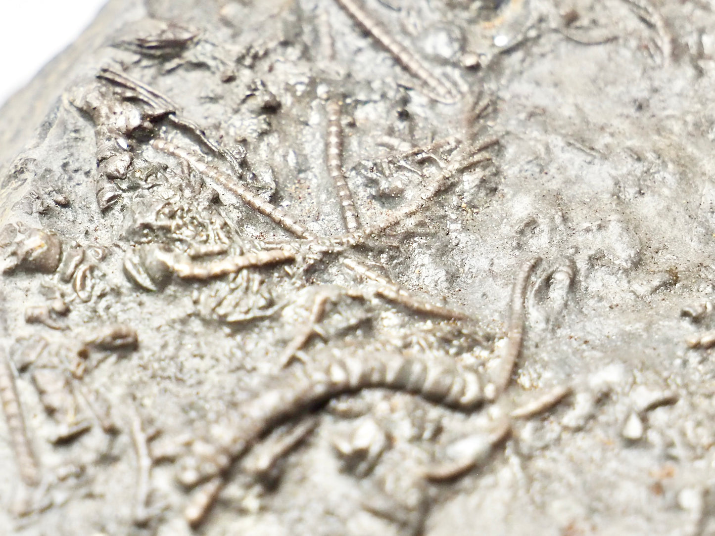 Crinoid