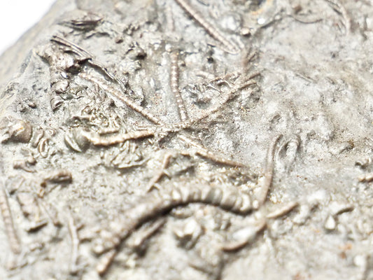 Crinoid