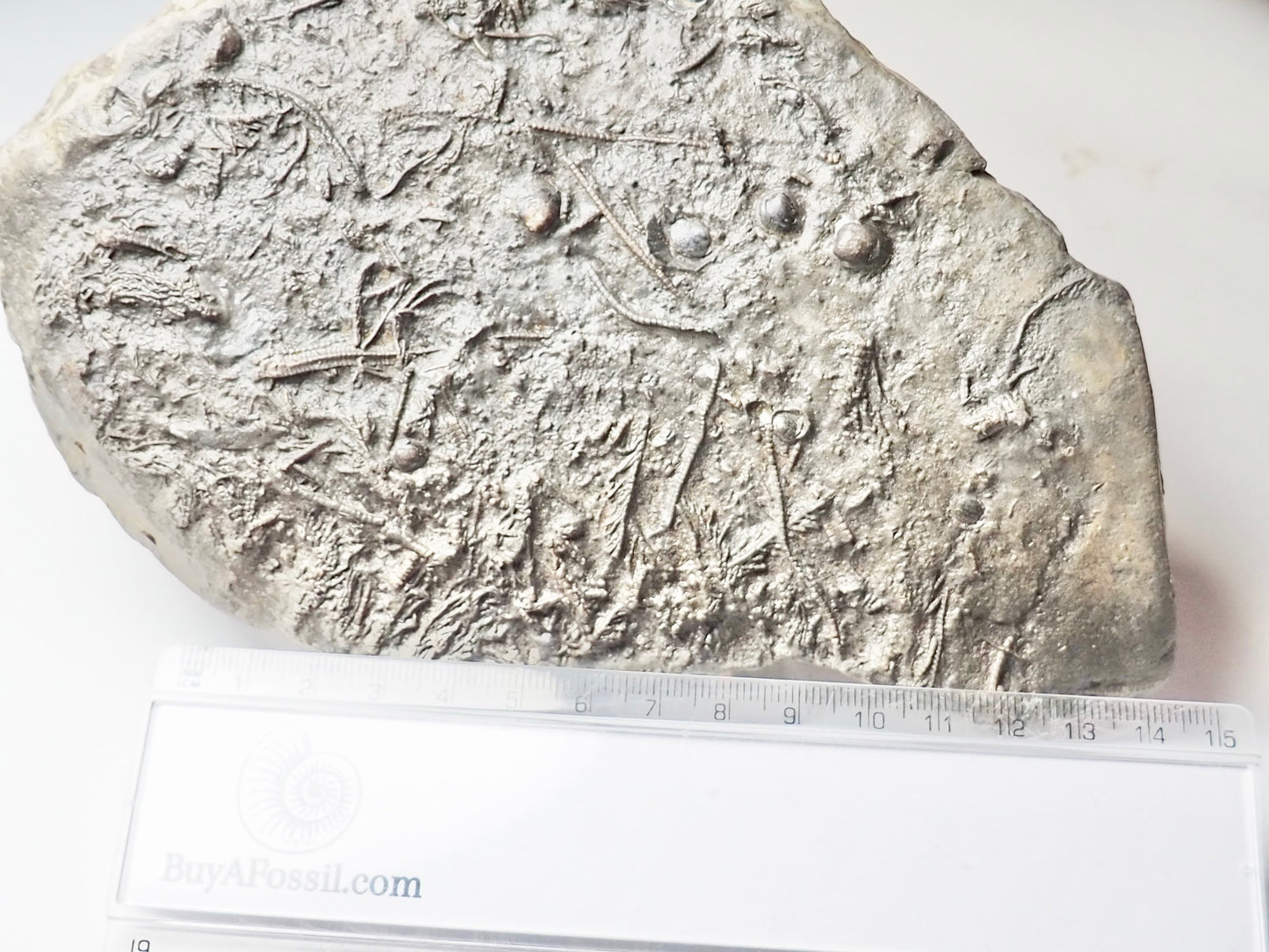 Crinoid
