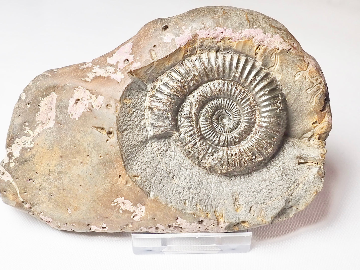 Dactylioceras
