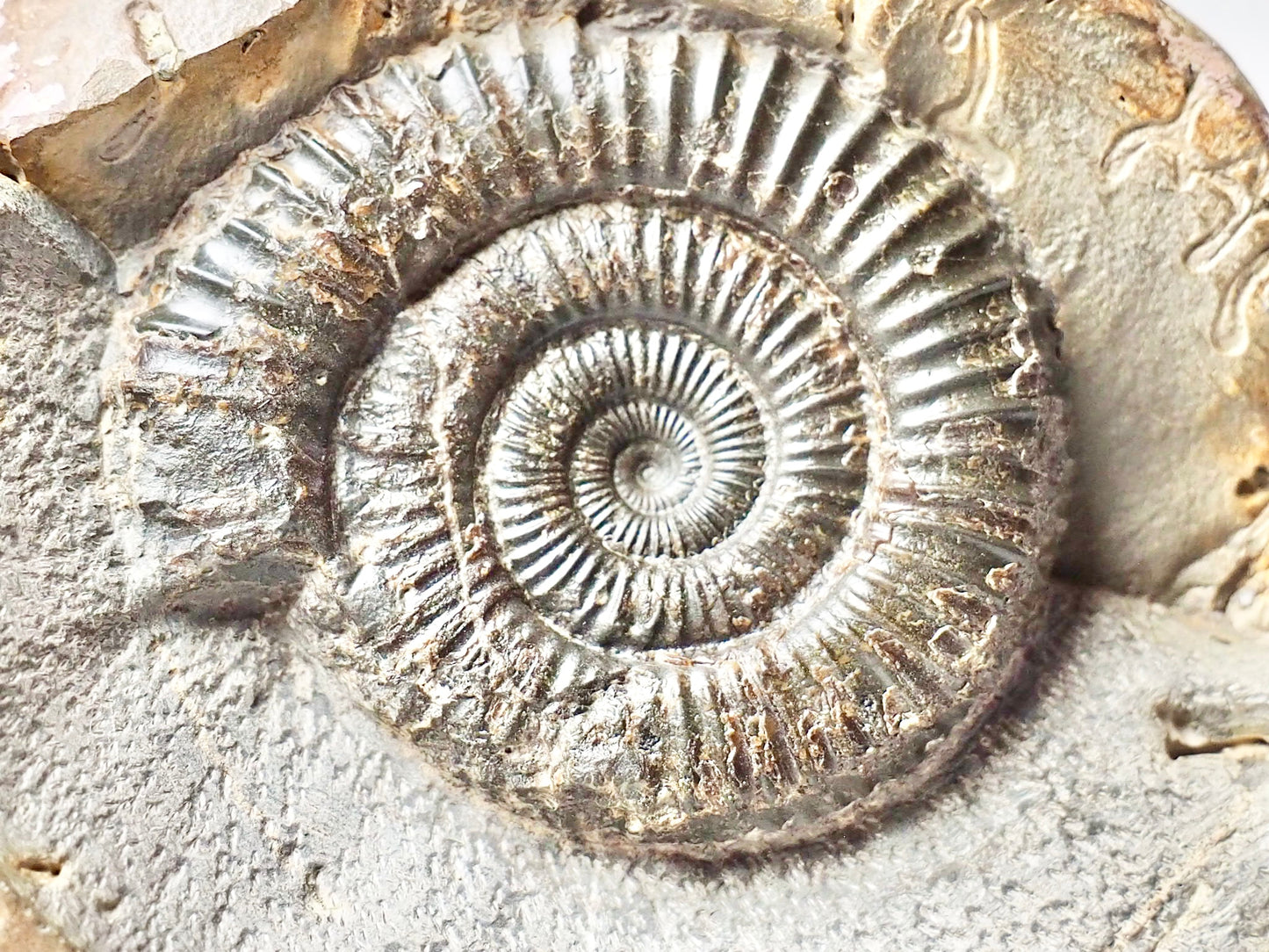 Dactylioceras