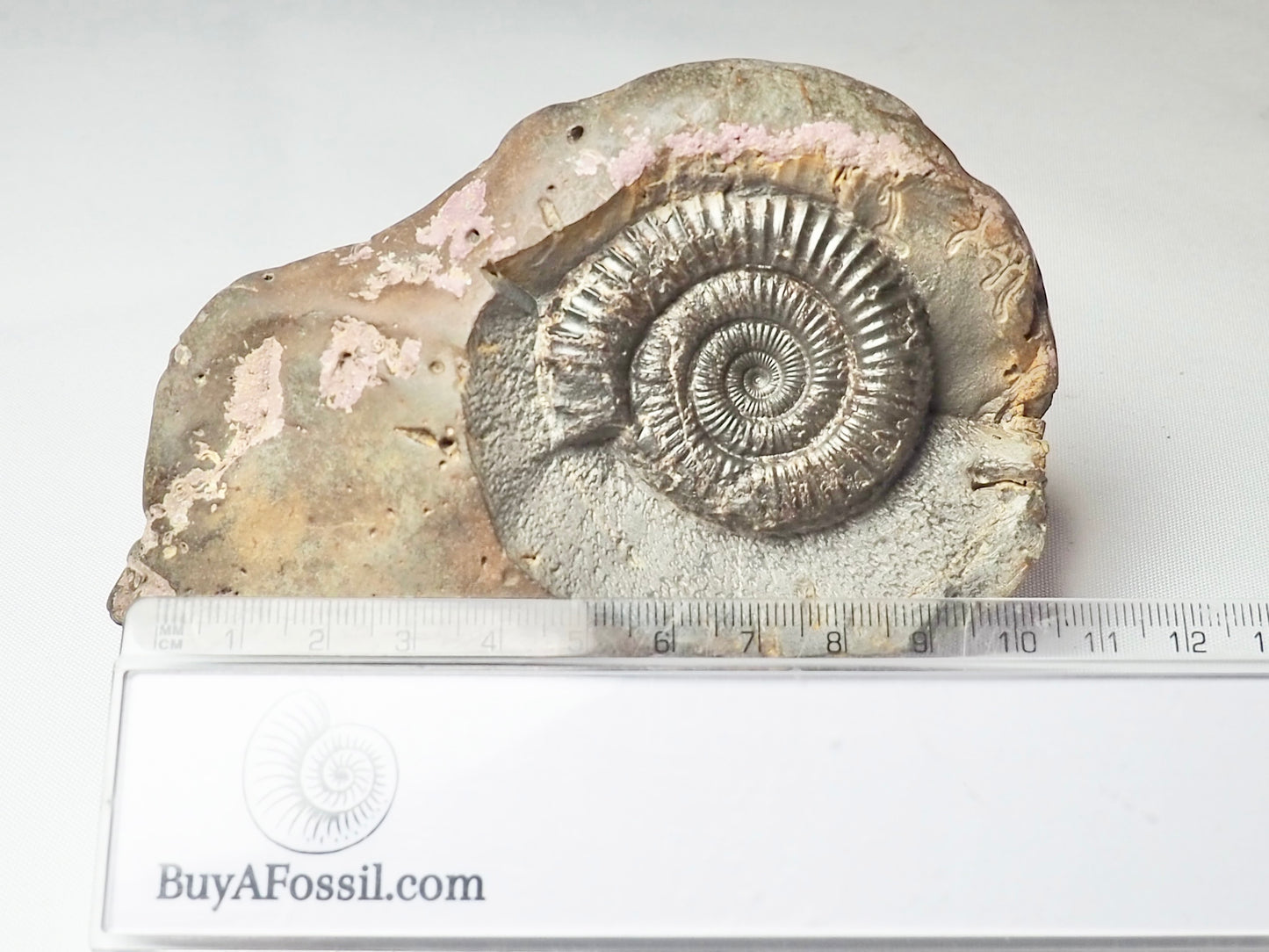 Dactylioceras