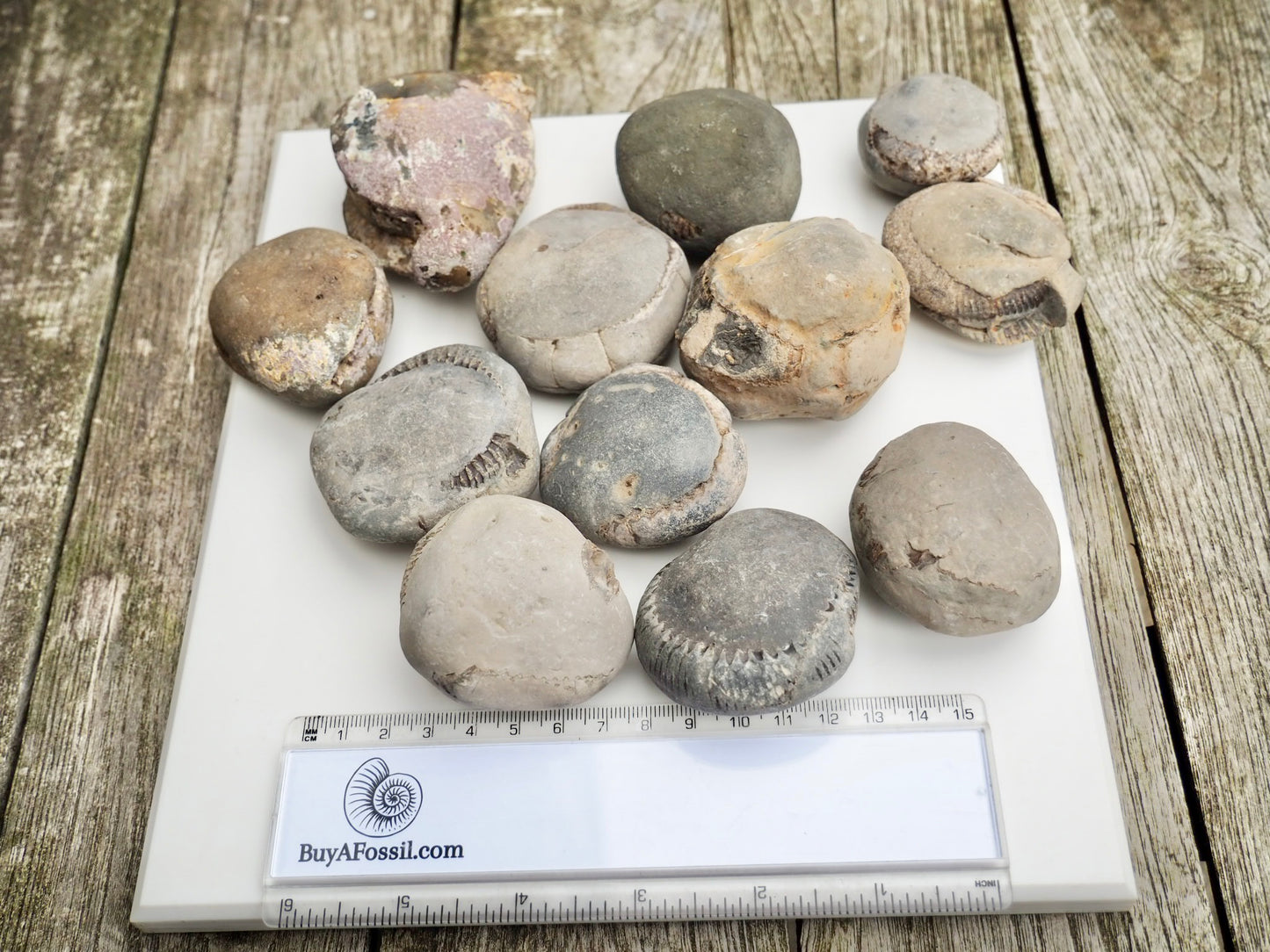 12x Small Ammonite Nodules – Yorkshire Coast Fossils | Crack Your Own | Prep Practice Kit
