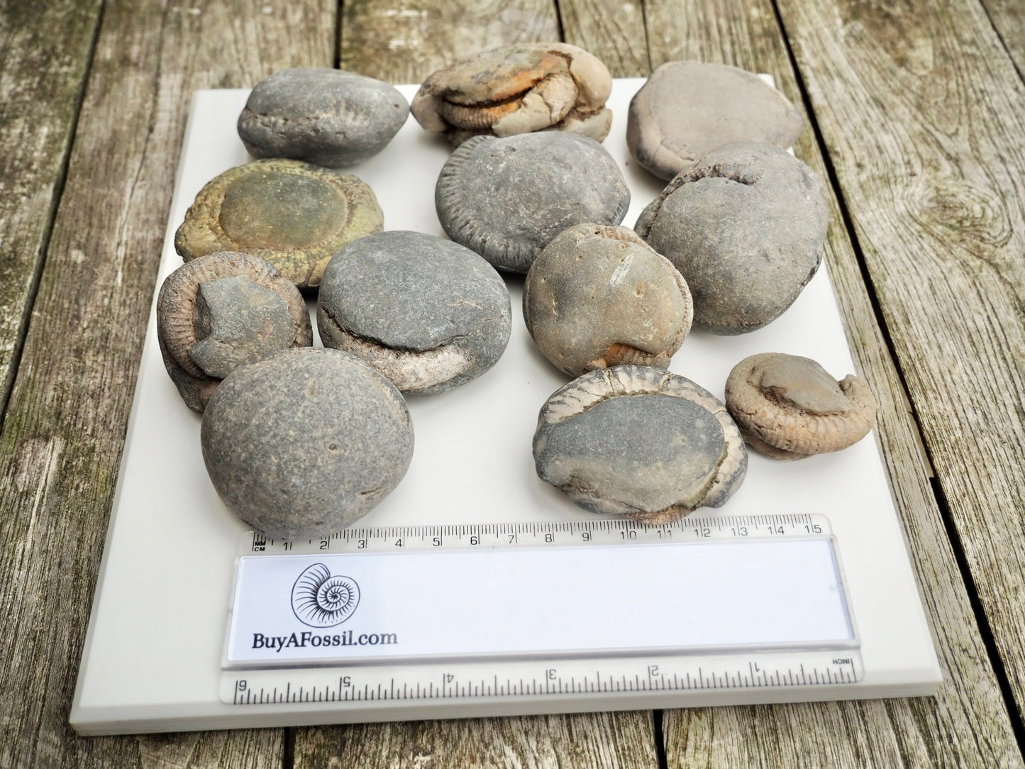 12x Small Ammonite Nodules – Yorkshire Coast Fossils | Crack Your Own | Prep Practice Kit