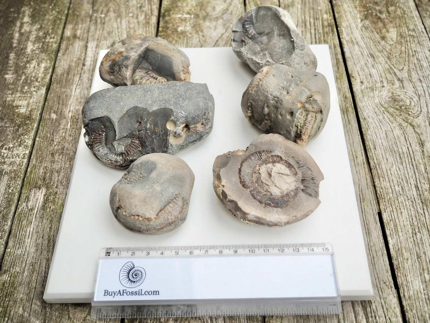 Prep Your Own Fossils – Unprepared Whitby Fossil Box – Yorkshire Coast Jurassic Fossils