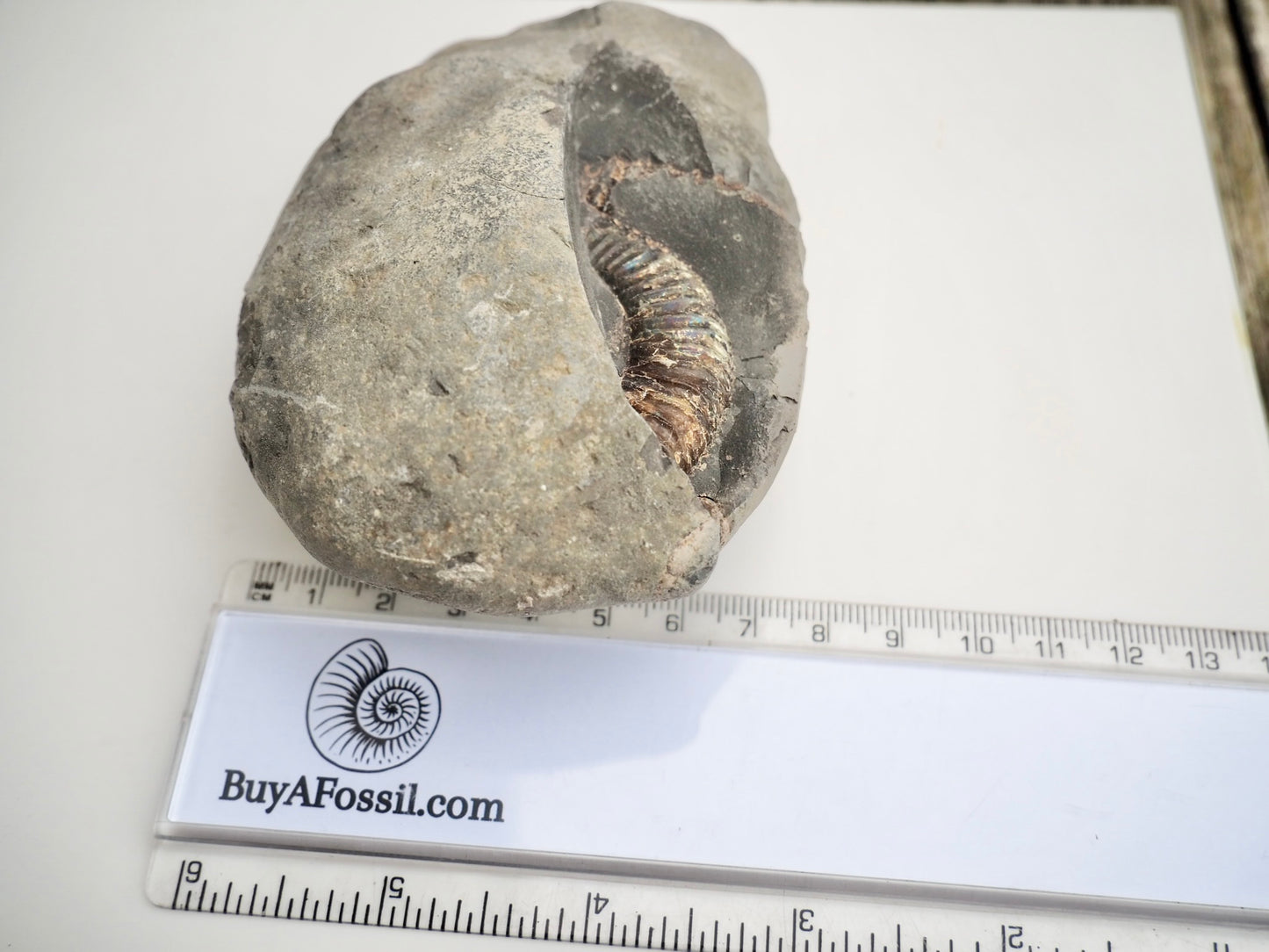 Whitby Ammonite Nodule – Unprepared Jurassic Fossil – Yorkshire Coast