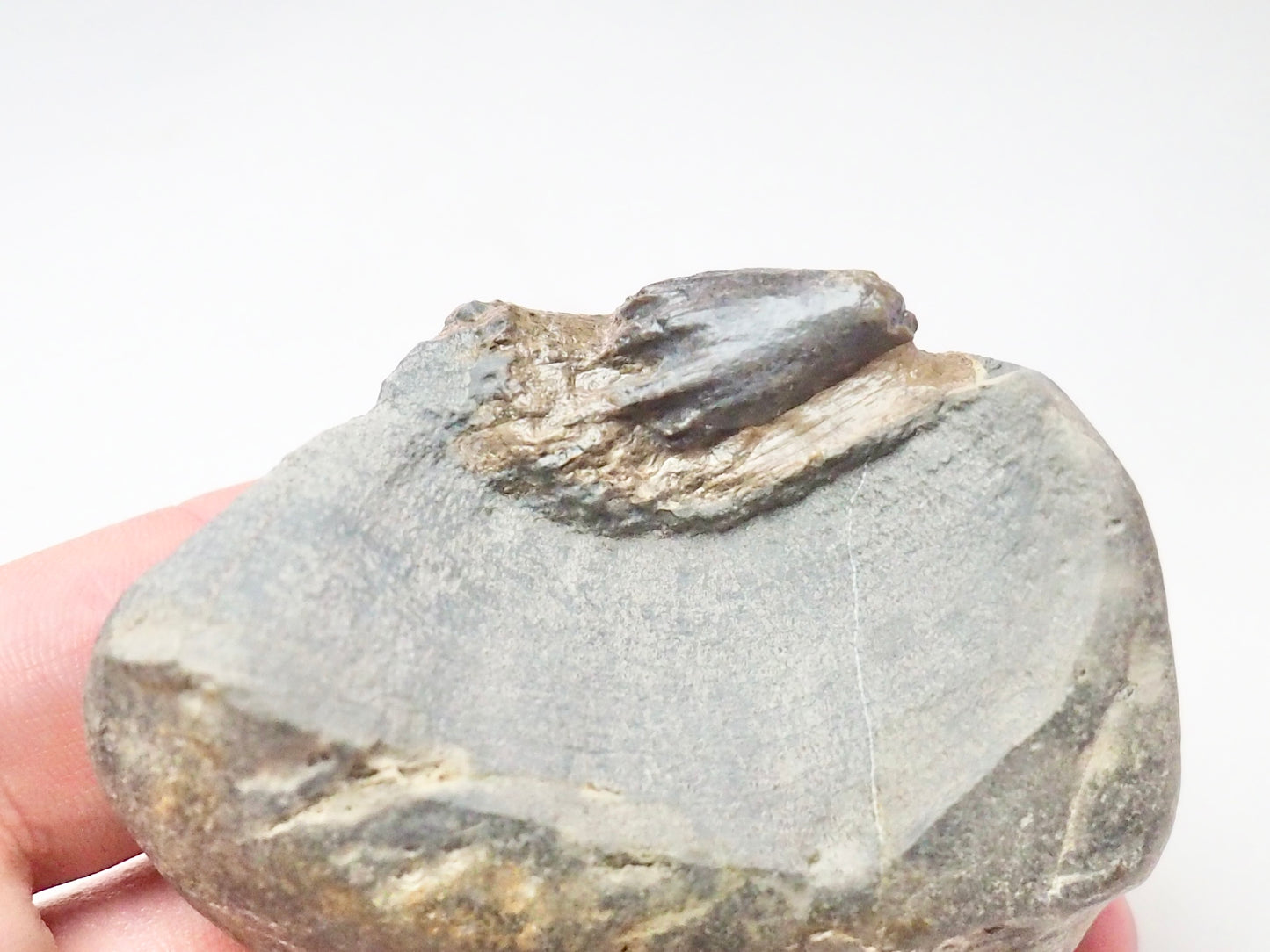 Ichthyosaur Tooth