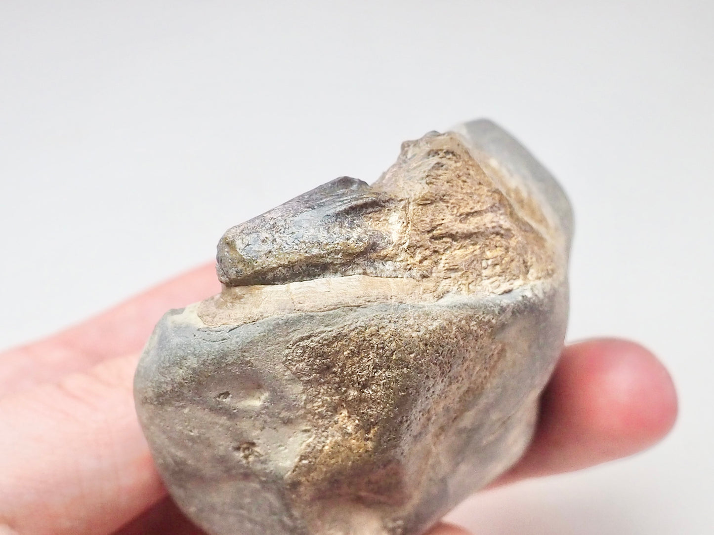 Ichthyosaur Tooth