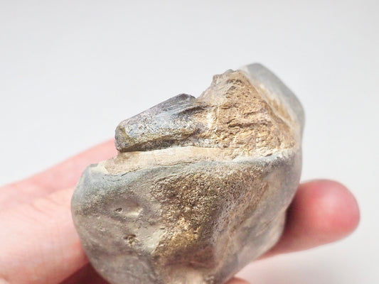 Ichthyosaur Tooth