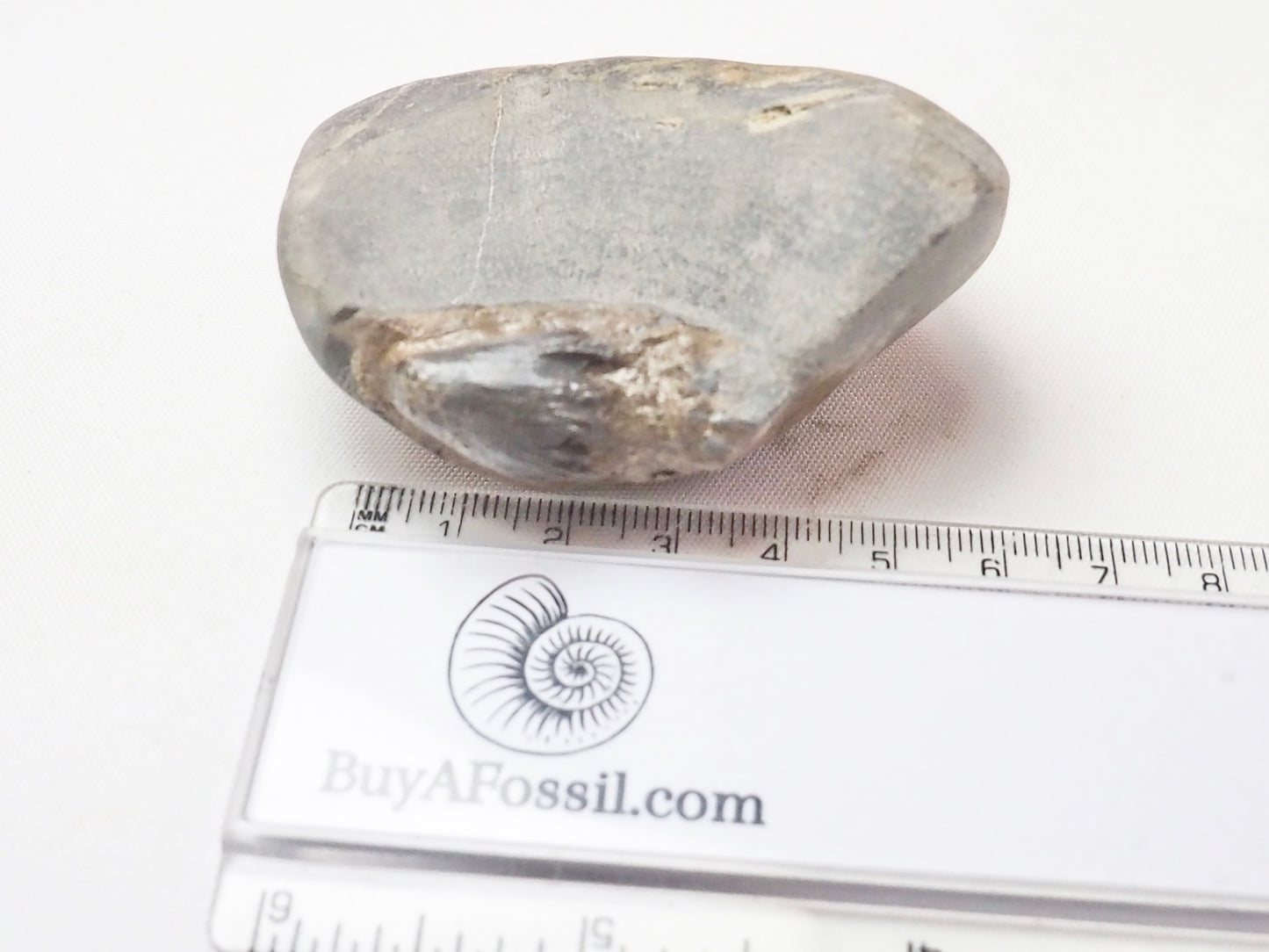 Ichthyosaur Tooth