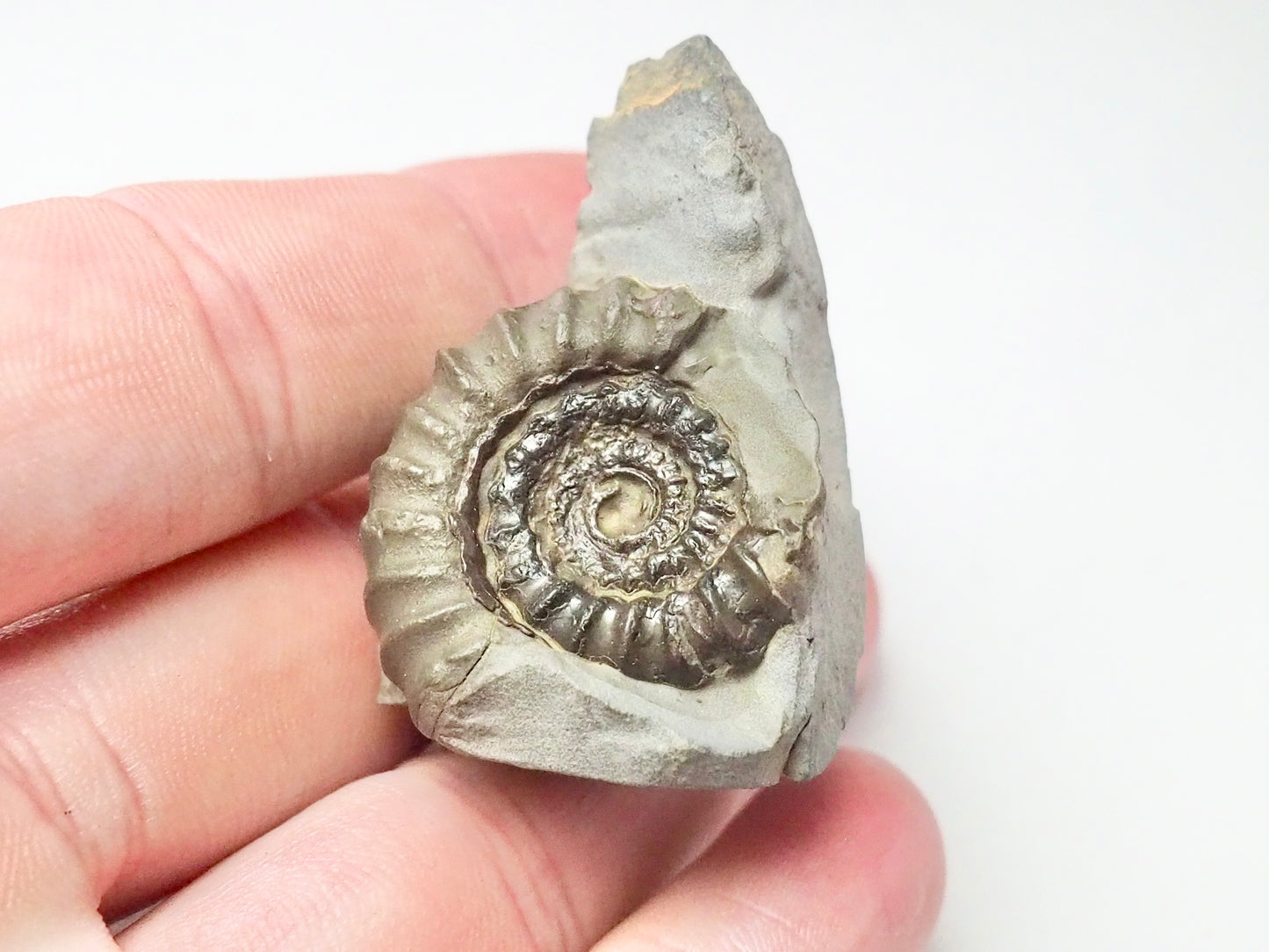 Gagaticeras Gagateum