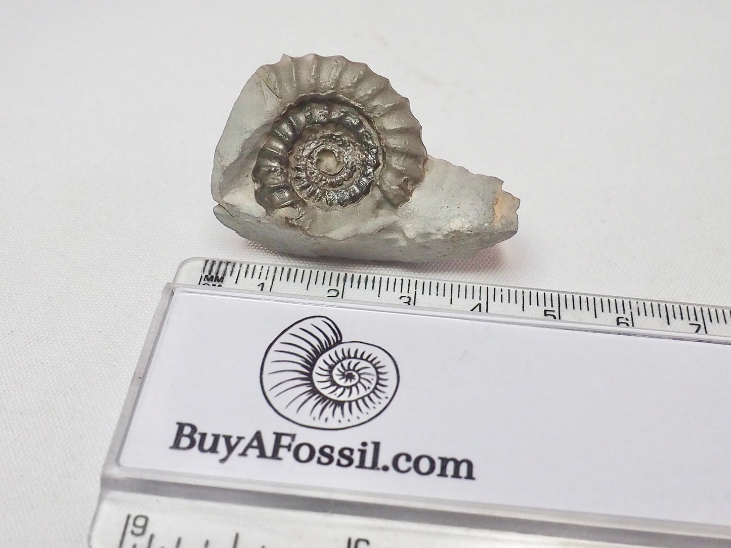 Gagaticeras Gagateum