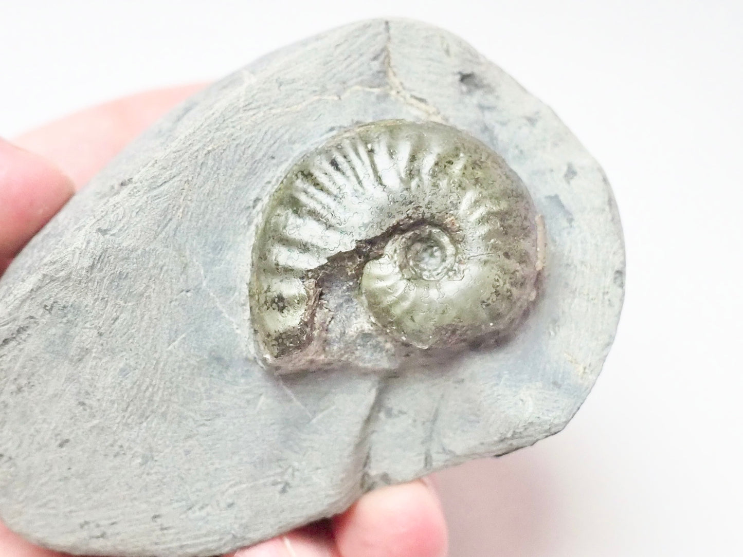 Pseudolioceras