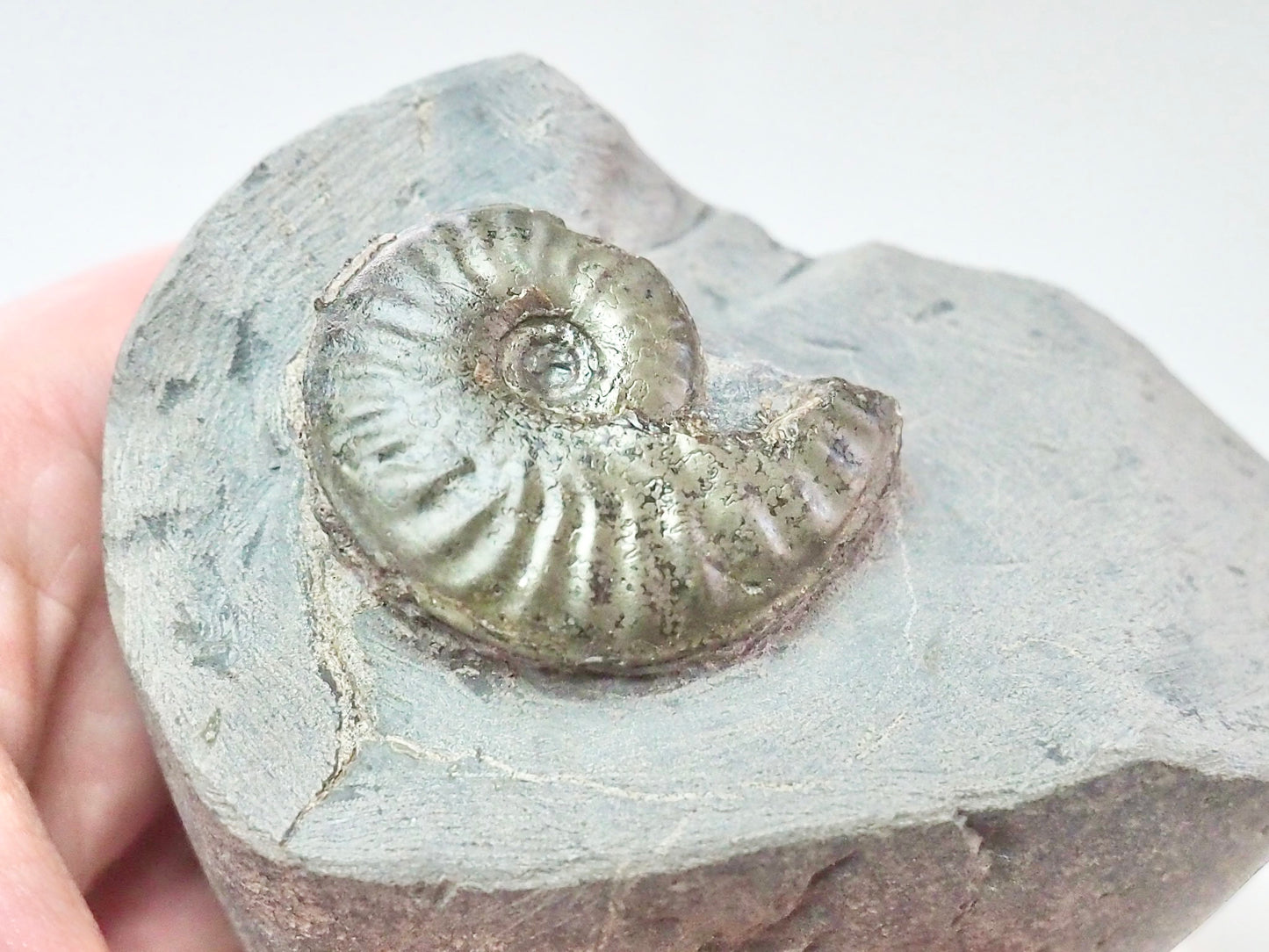 Pseudolioceras
