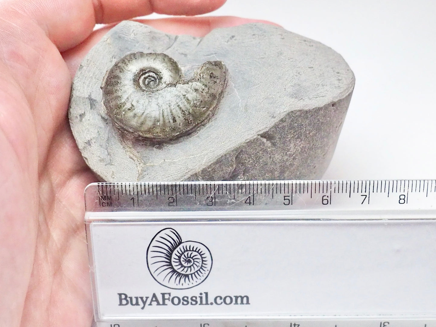 Pseudolioceras