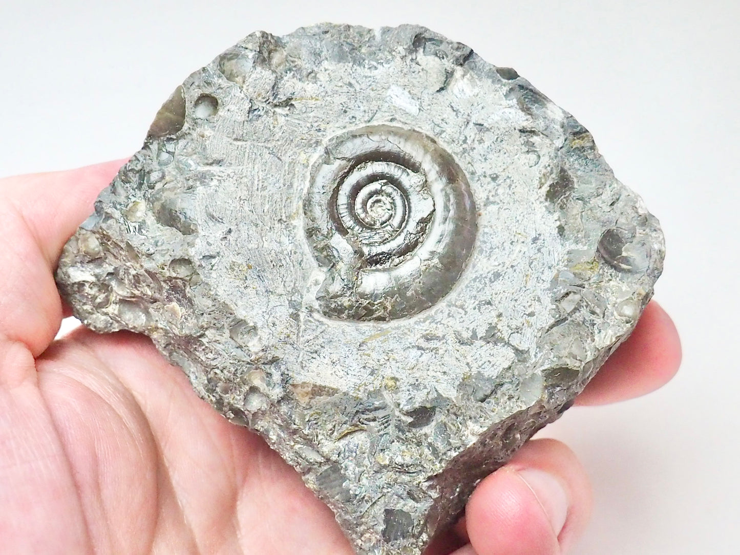 Arnioceras