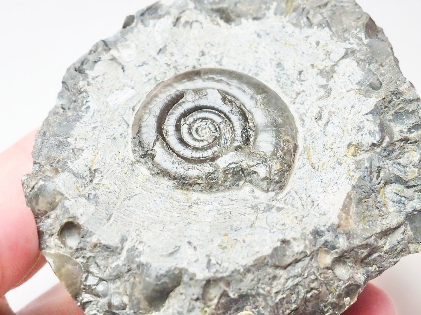 Arnioceras
