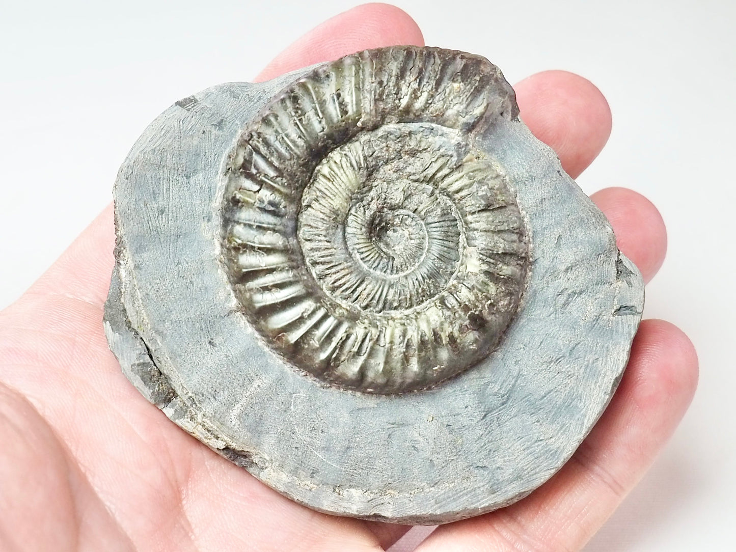 Peronoceras