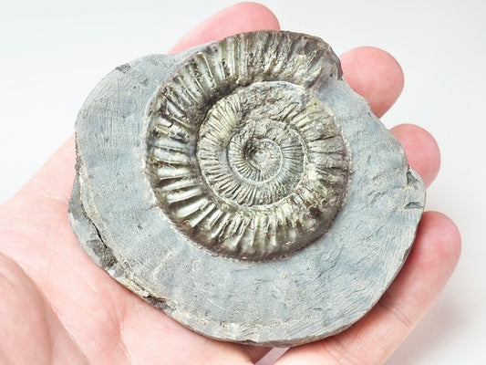 Peronoceras