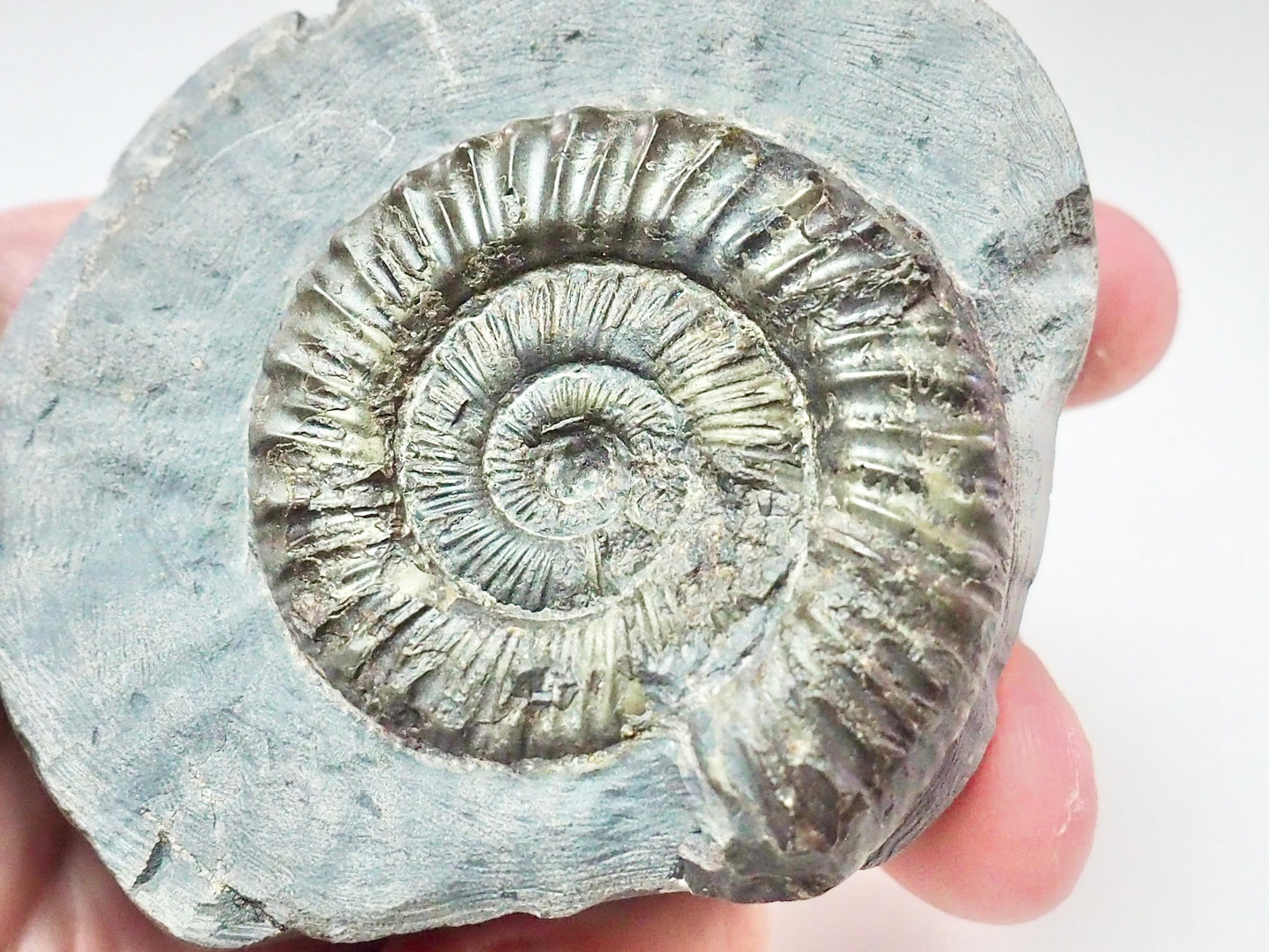 Peronoceras