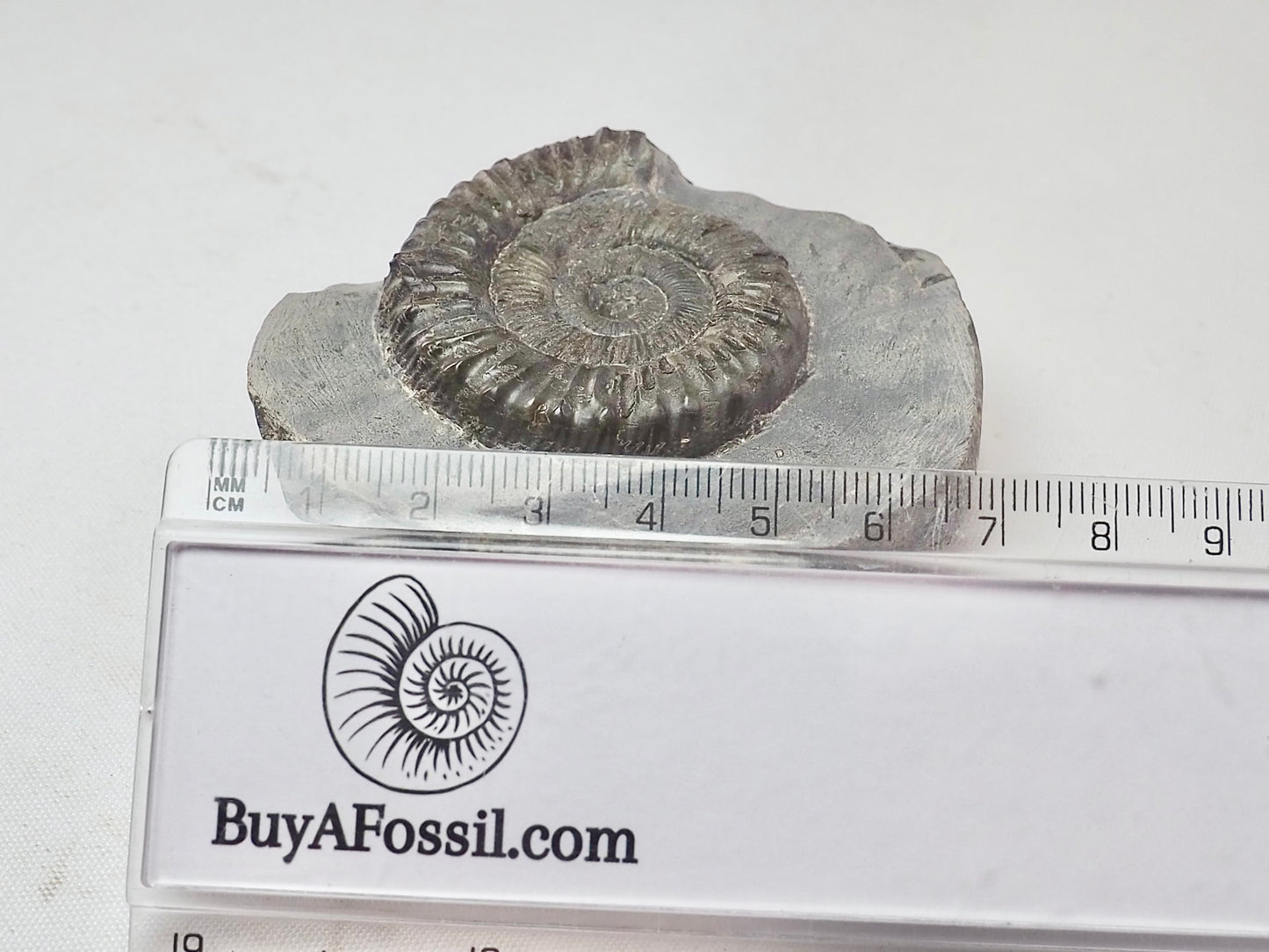 Peronoceras