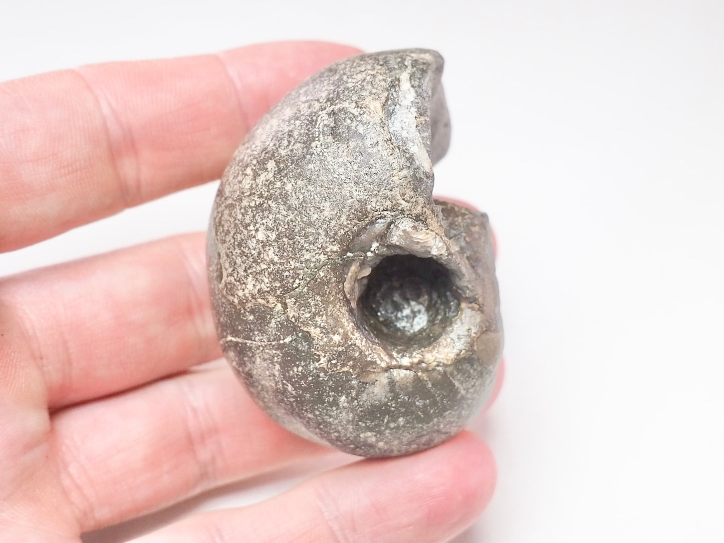Nautilus Fossil