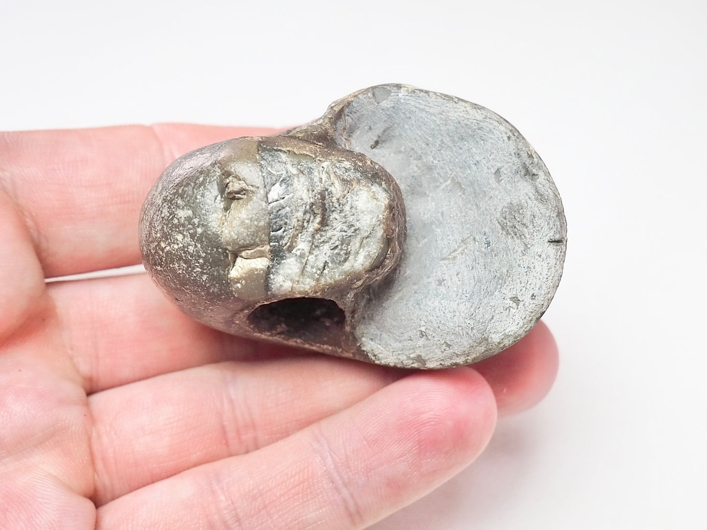 Nautilus Fossil