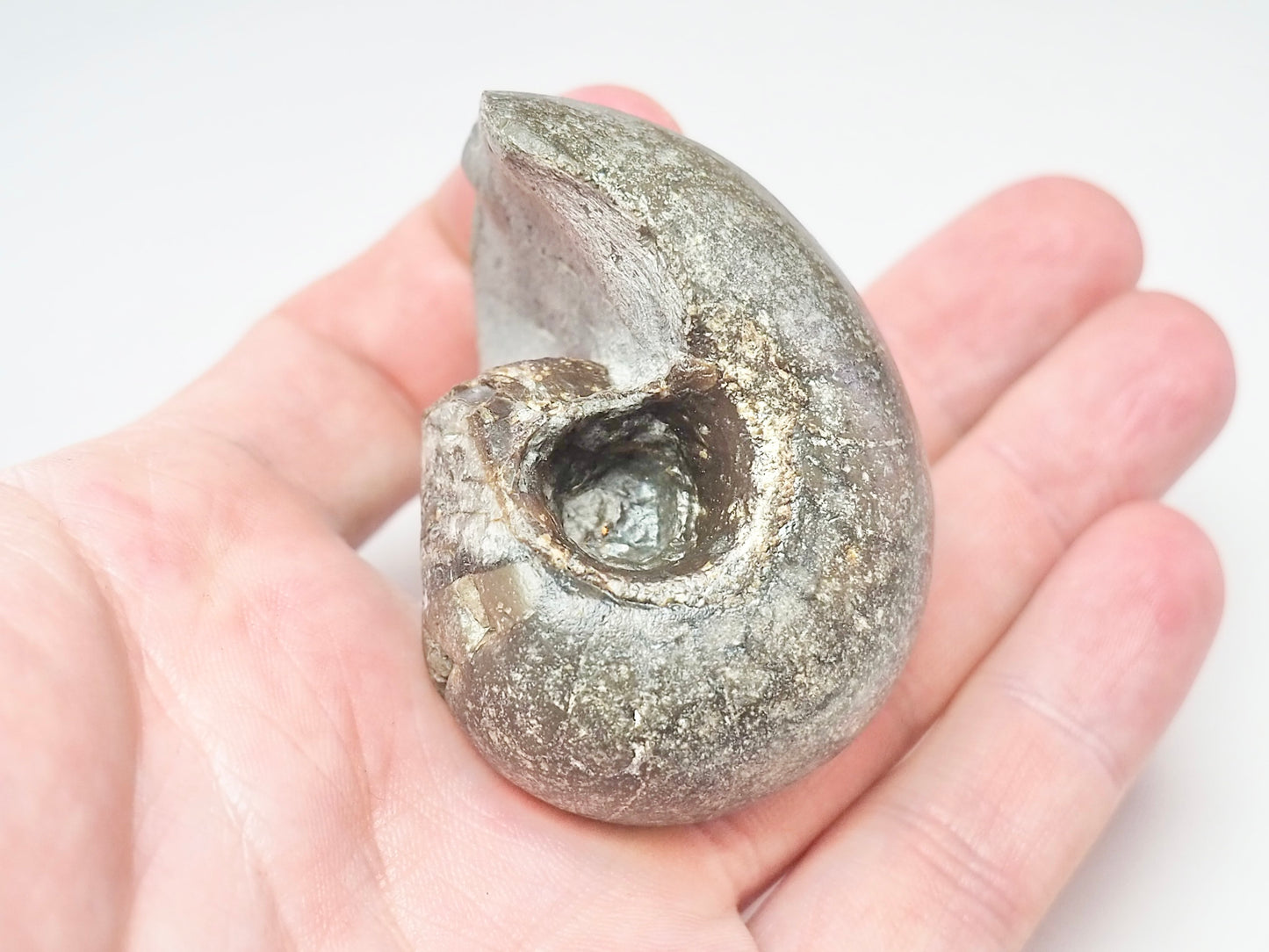 Nautilus Fossil