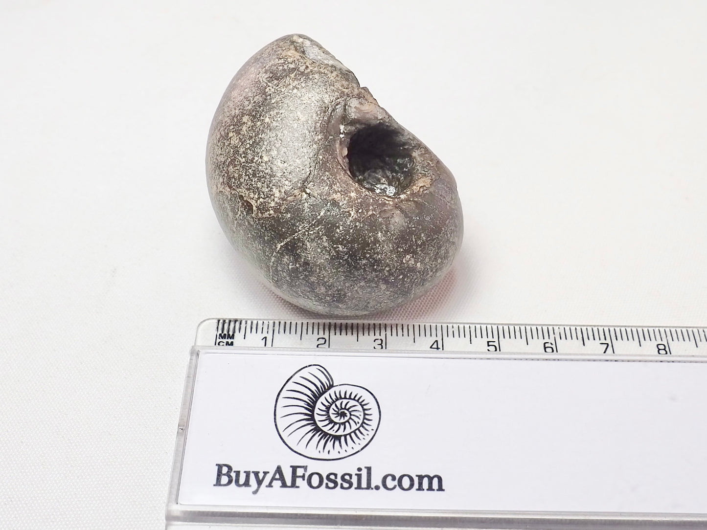 Nautilus Fossil