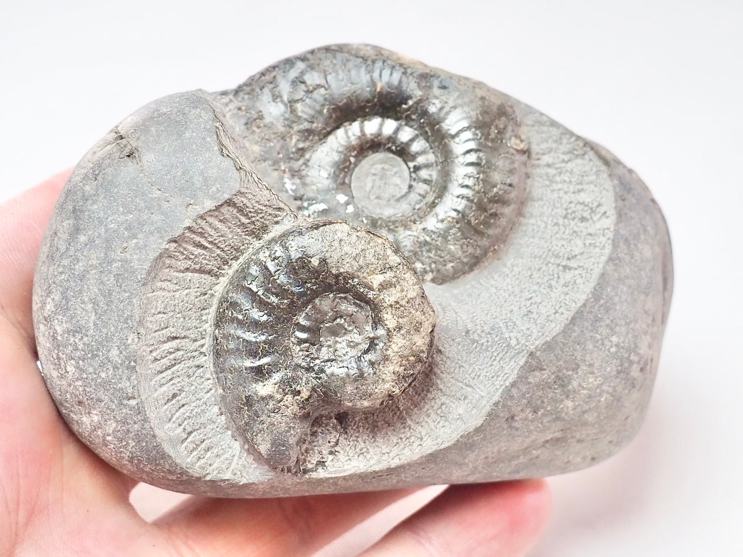 Grammoceras Triple