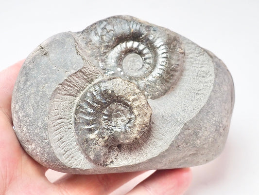 Grammoceras Triple
