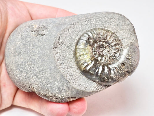Grammoceras Triple