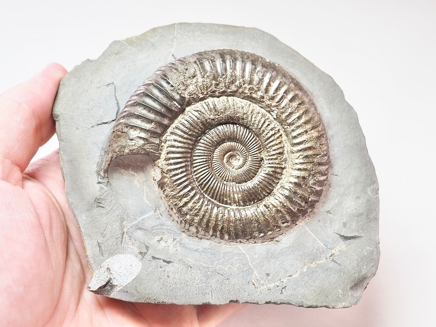 Dactylioceras With CutBase