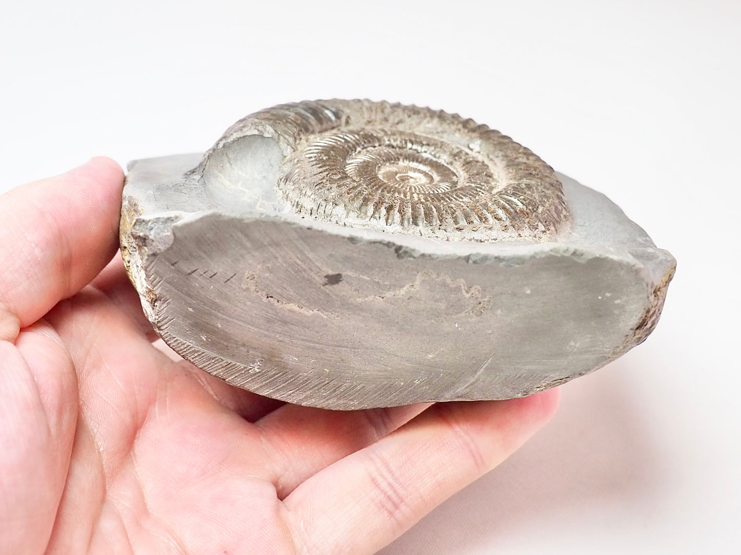 Dactylioceras With CutBase