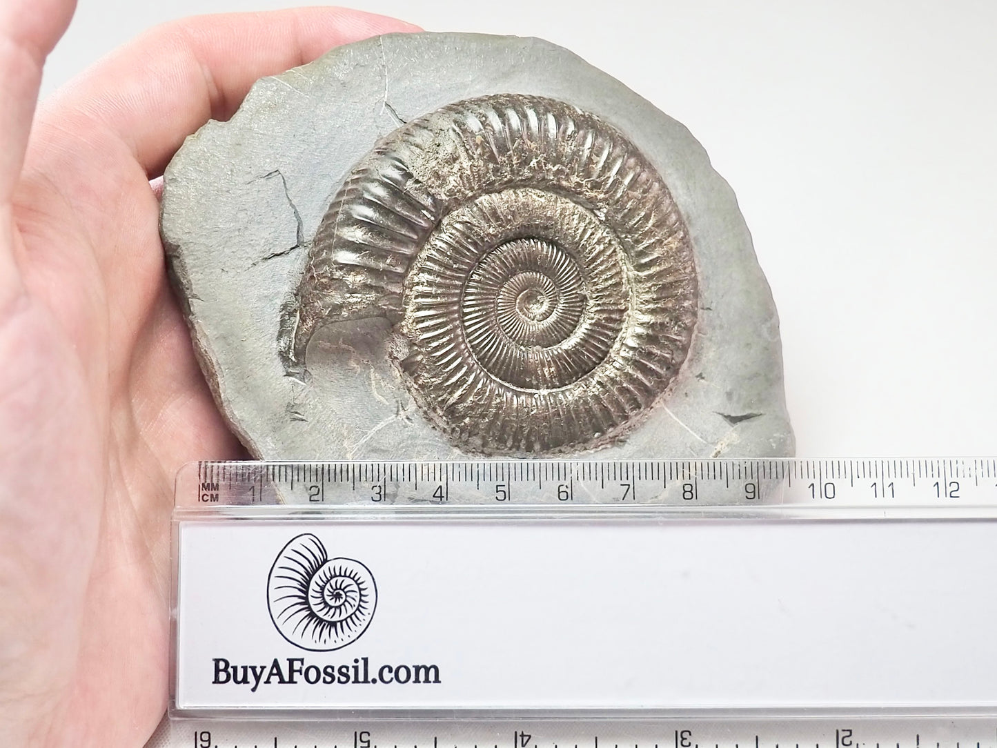 Dactylioceras With CutBase