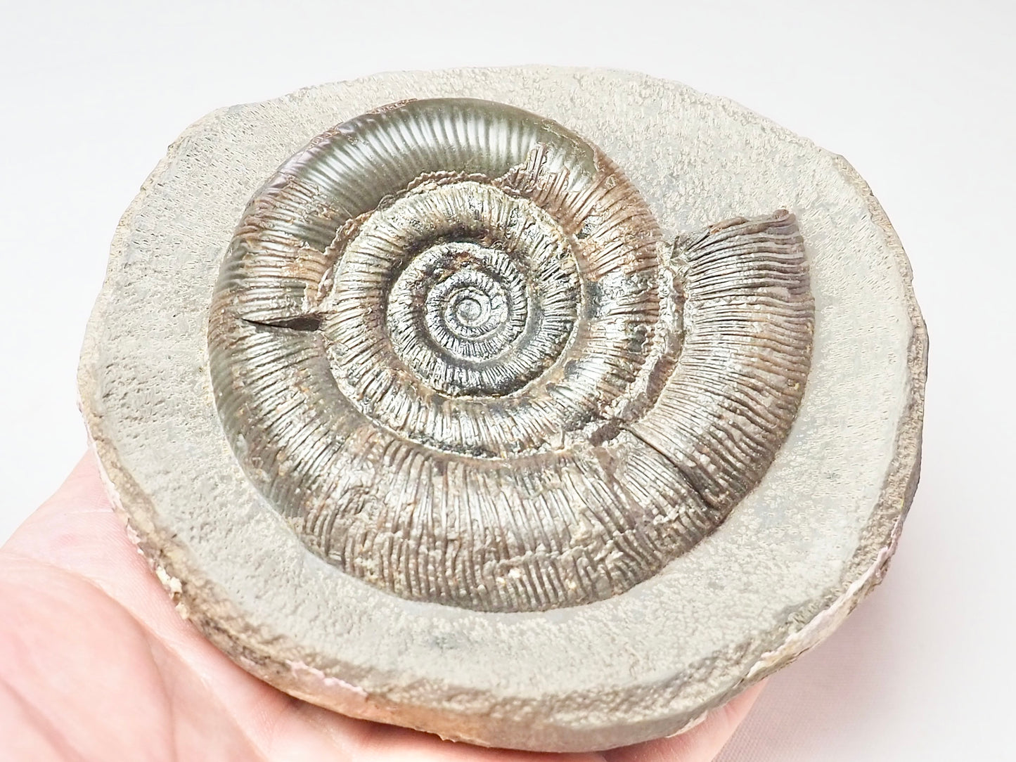 Dactylioceras Tenuicostatum