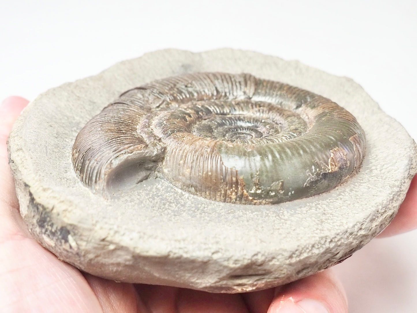 Dactylioceras Tenuicostatum