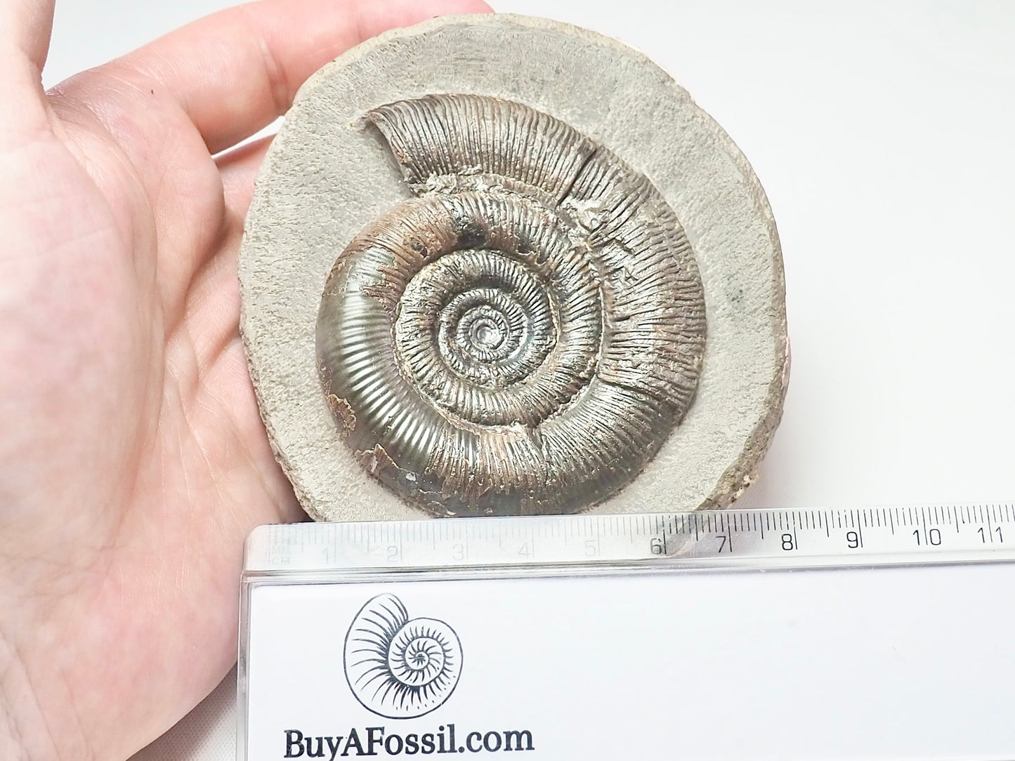 Dactylioceras Tenuicostatum