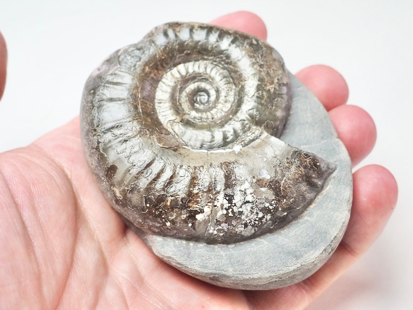 Grammoceras Thouarense