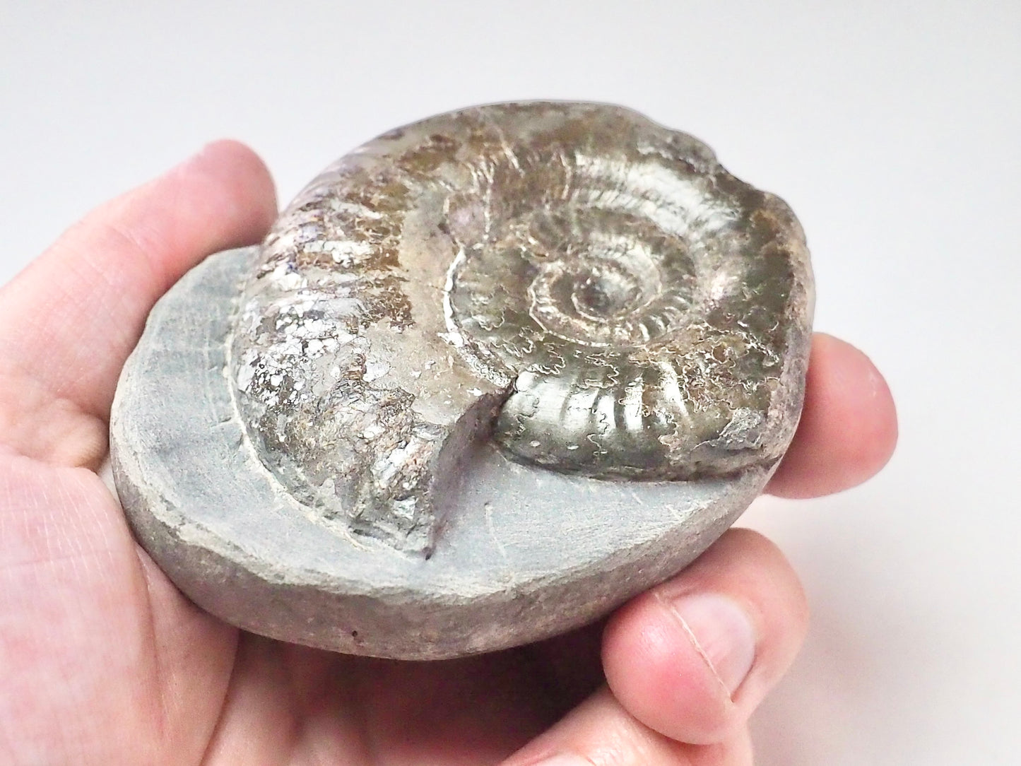 Grammoceras Thouarense