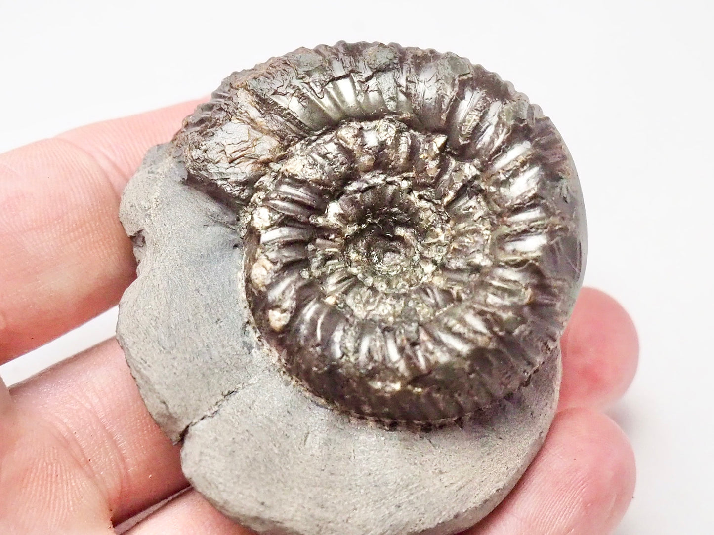 Peronoceras