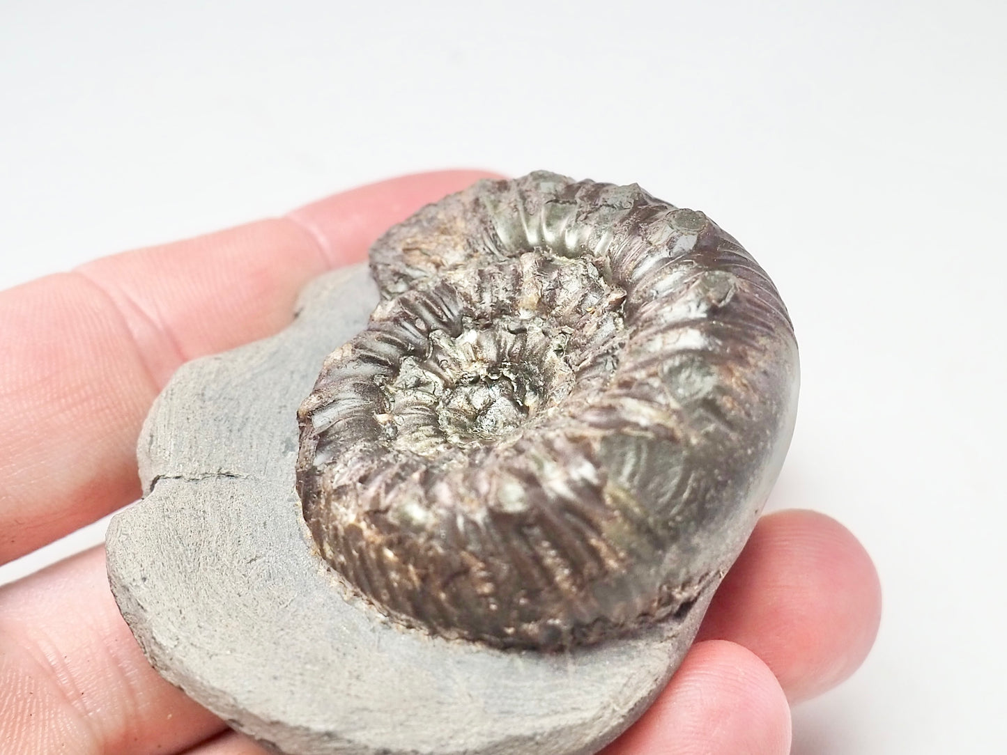 Peronoceras