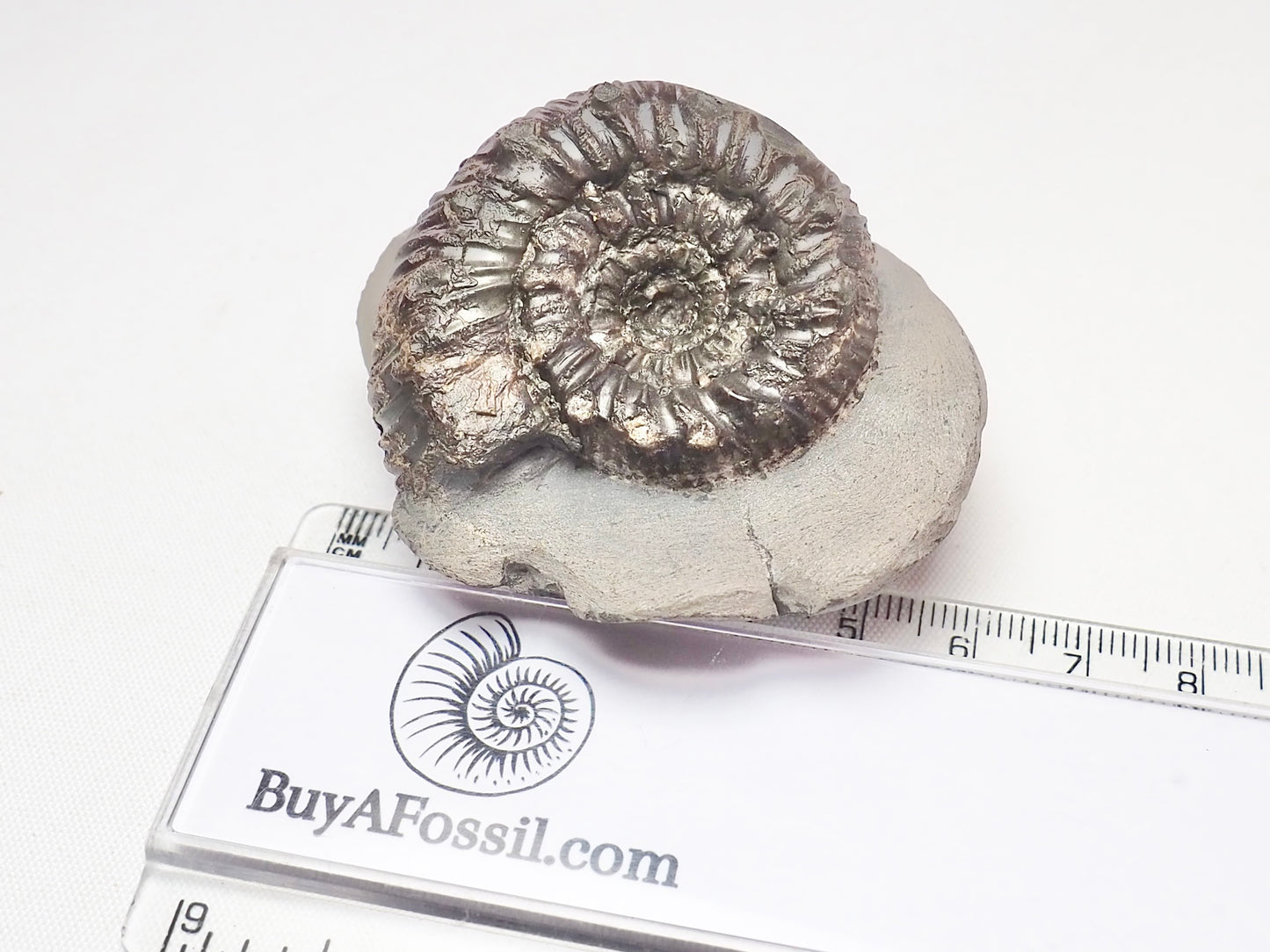 Peronoceras
