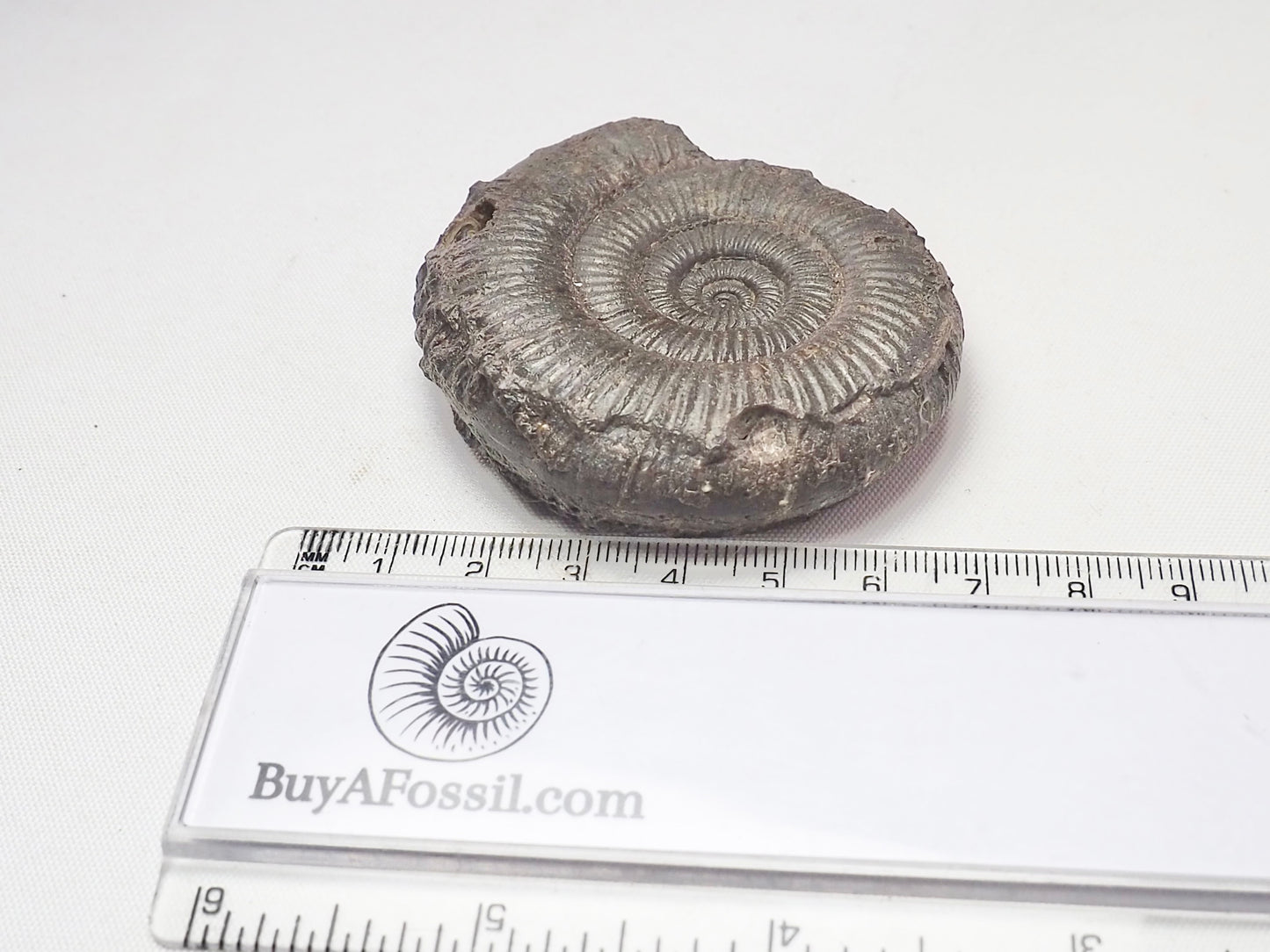 Dactylioceras Semicelatum