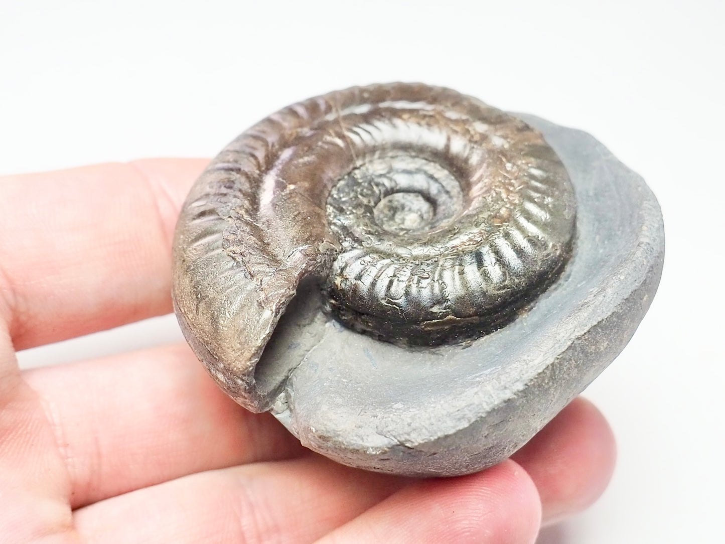 Hildoceras