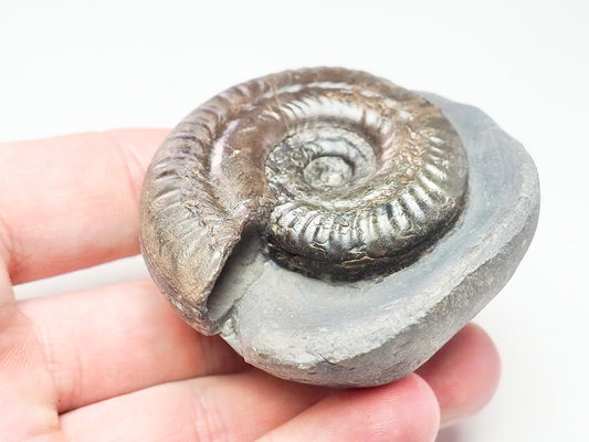 Hildoceras