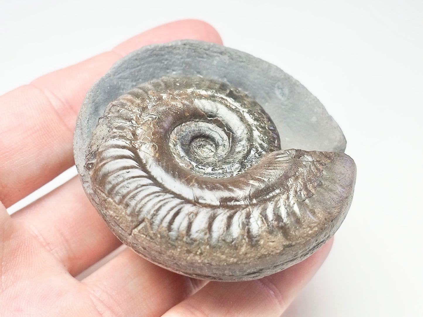 Hildoceras