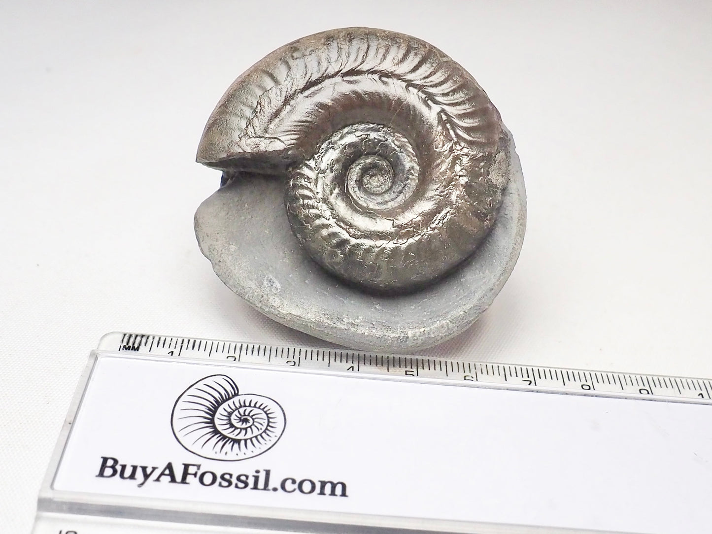 Hildoceras