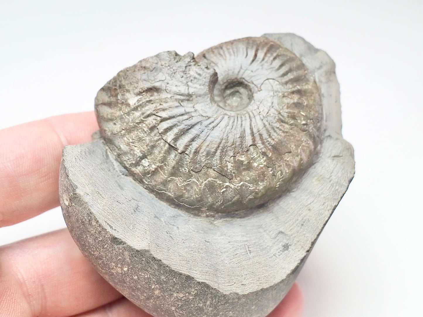 Pseudolioceras