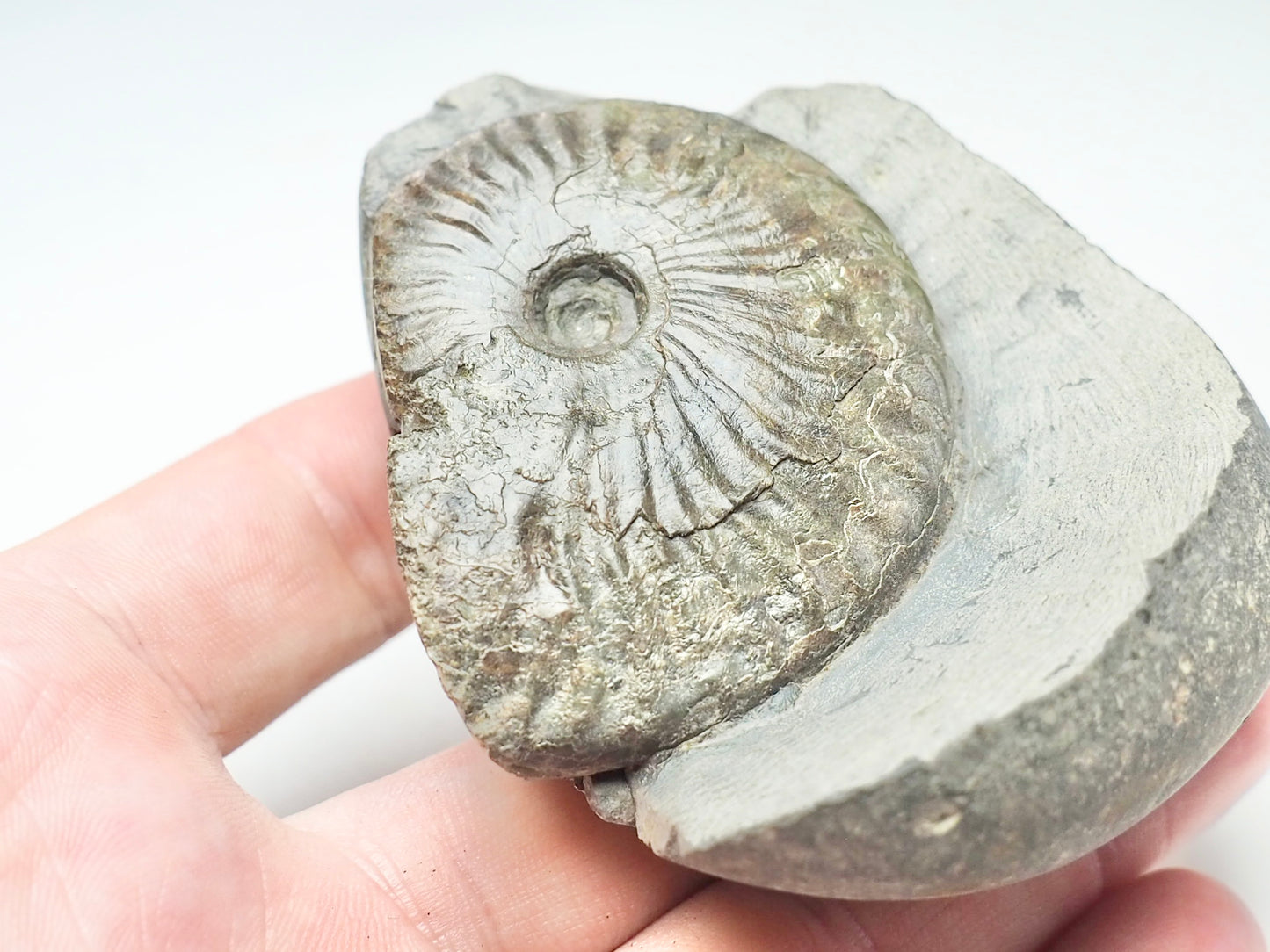 Pseudolioceras